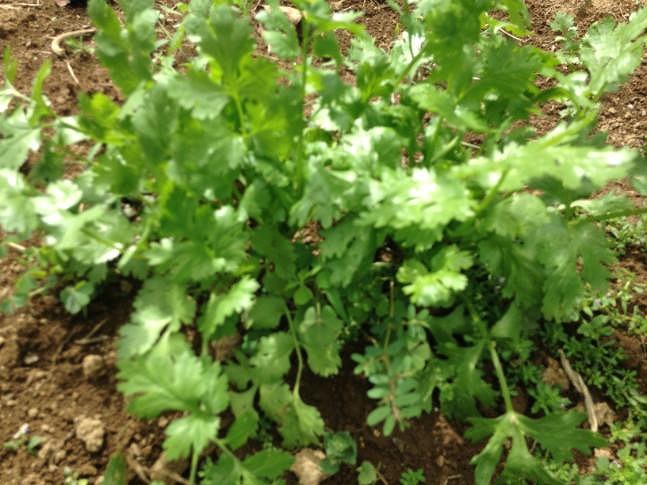 自家農園で野菜もこだわる