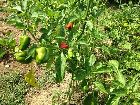 自然農法で美味しい野菜を